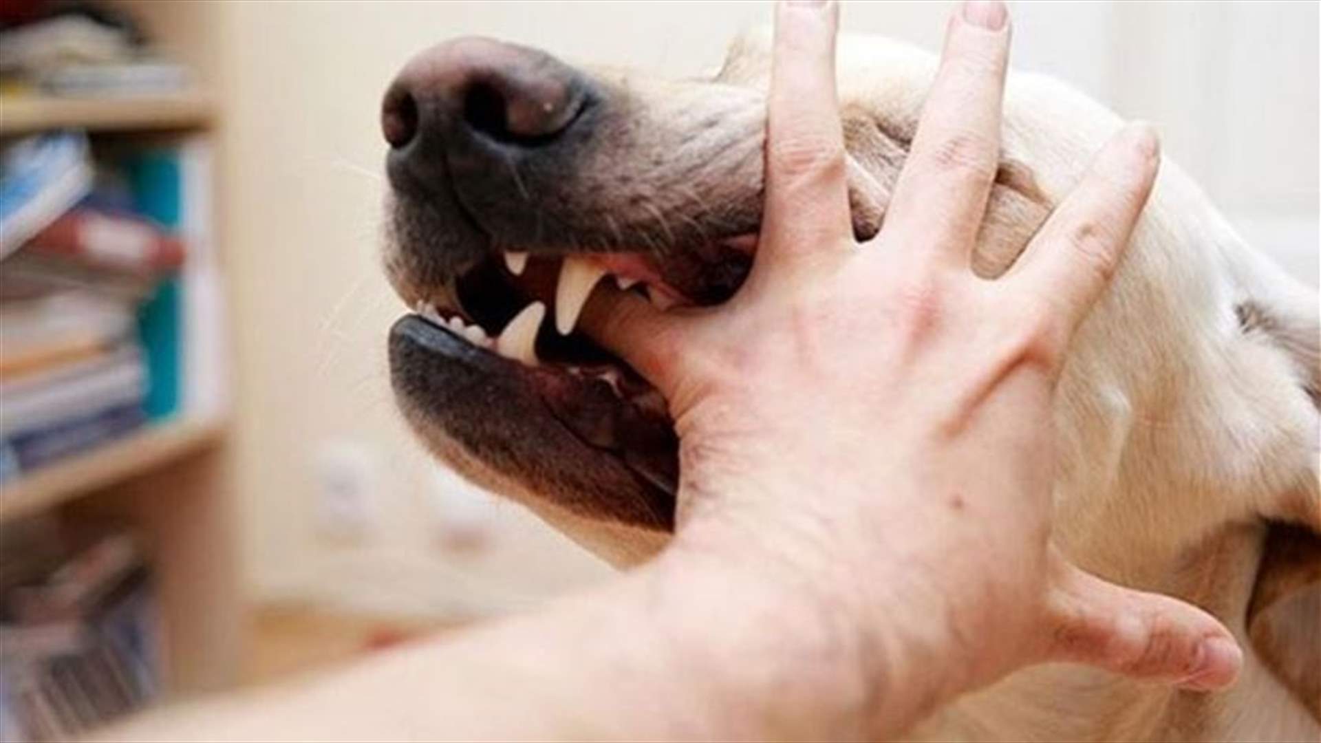 حالة وفاة بداء الكلب في عكار