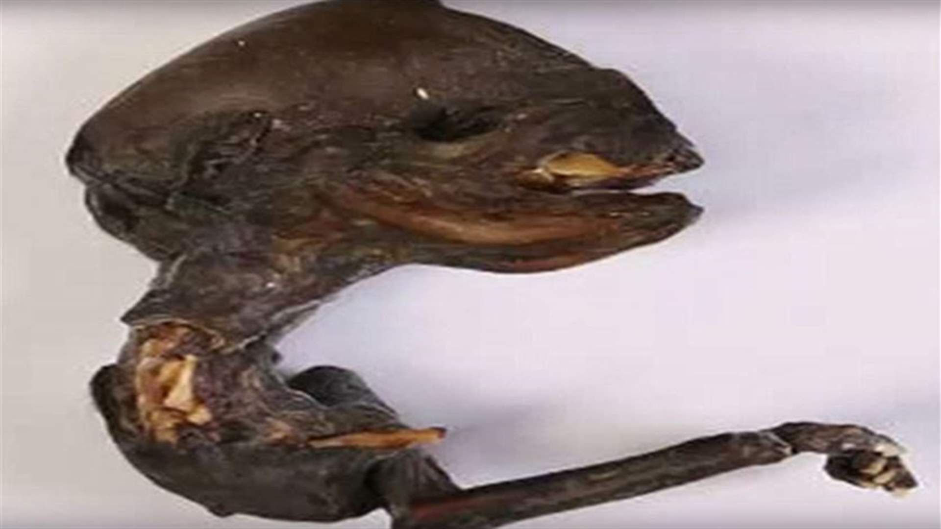 بالفيديو: العثور على هيكل مخلوق فضائي في روسيا