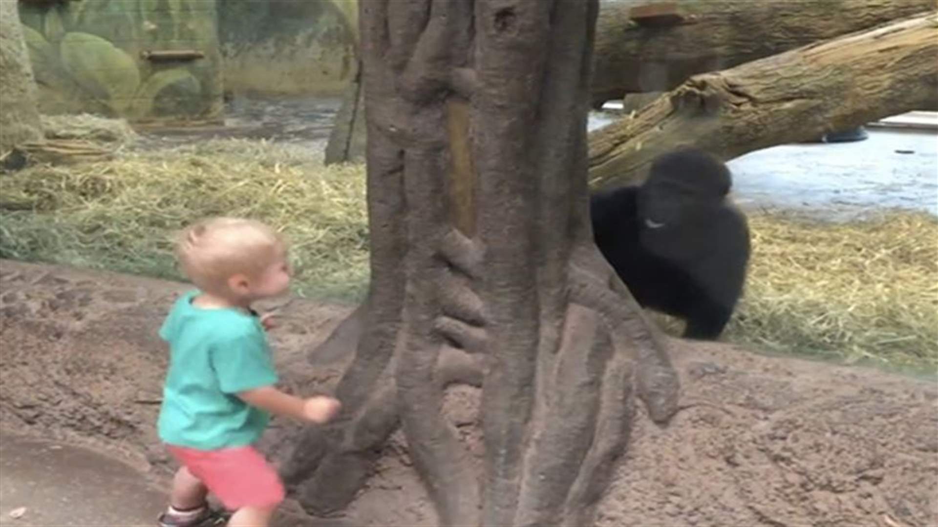 [VIDEO] Baby Gorilla Plays Peek-A-Boo With Toddler