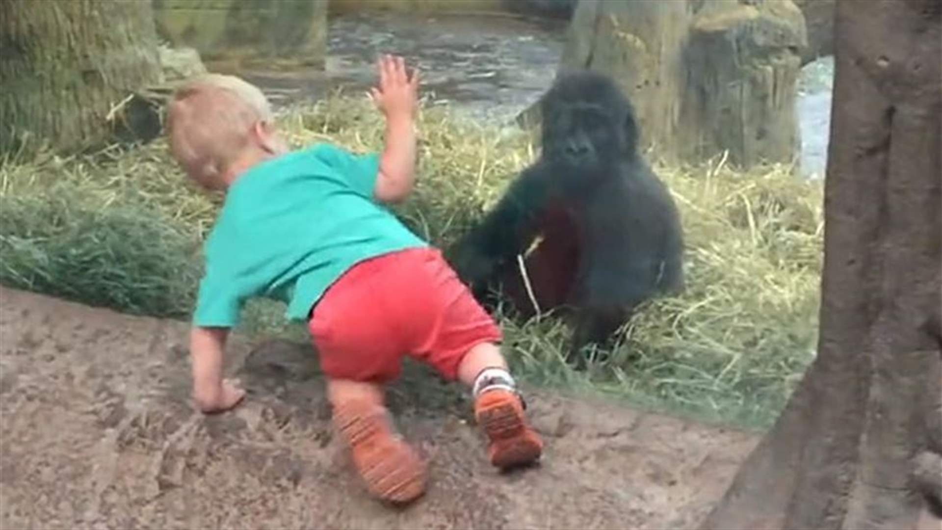 بالفيديو: هكذا لعبت الغوريلا مع الطفل!