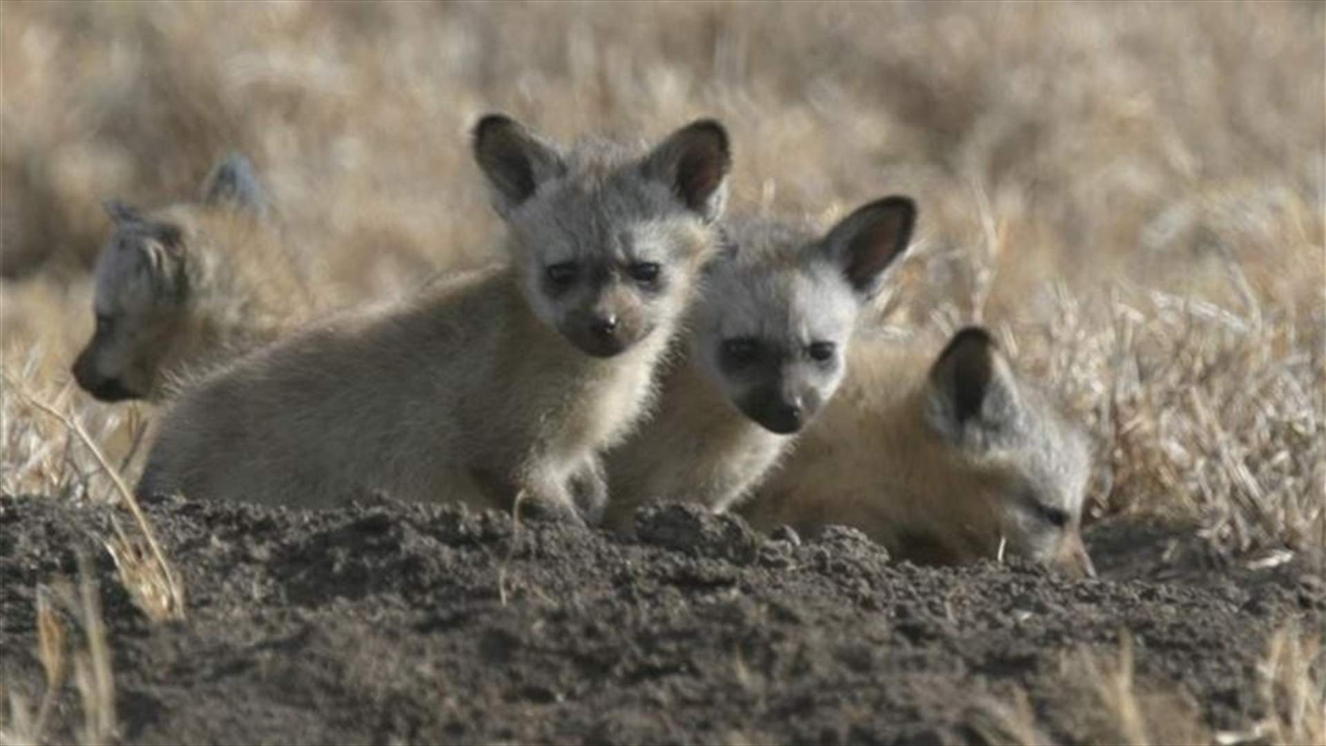 [PHOTOS] Twitter’s #Cuteoff Reveals Animal Kingdom’s Cutest Creatures