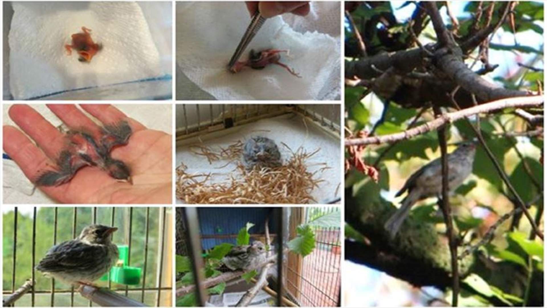 [PHOTOS] Veterinarian documents baby bird rescue and recovery in 23 photos