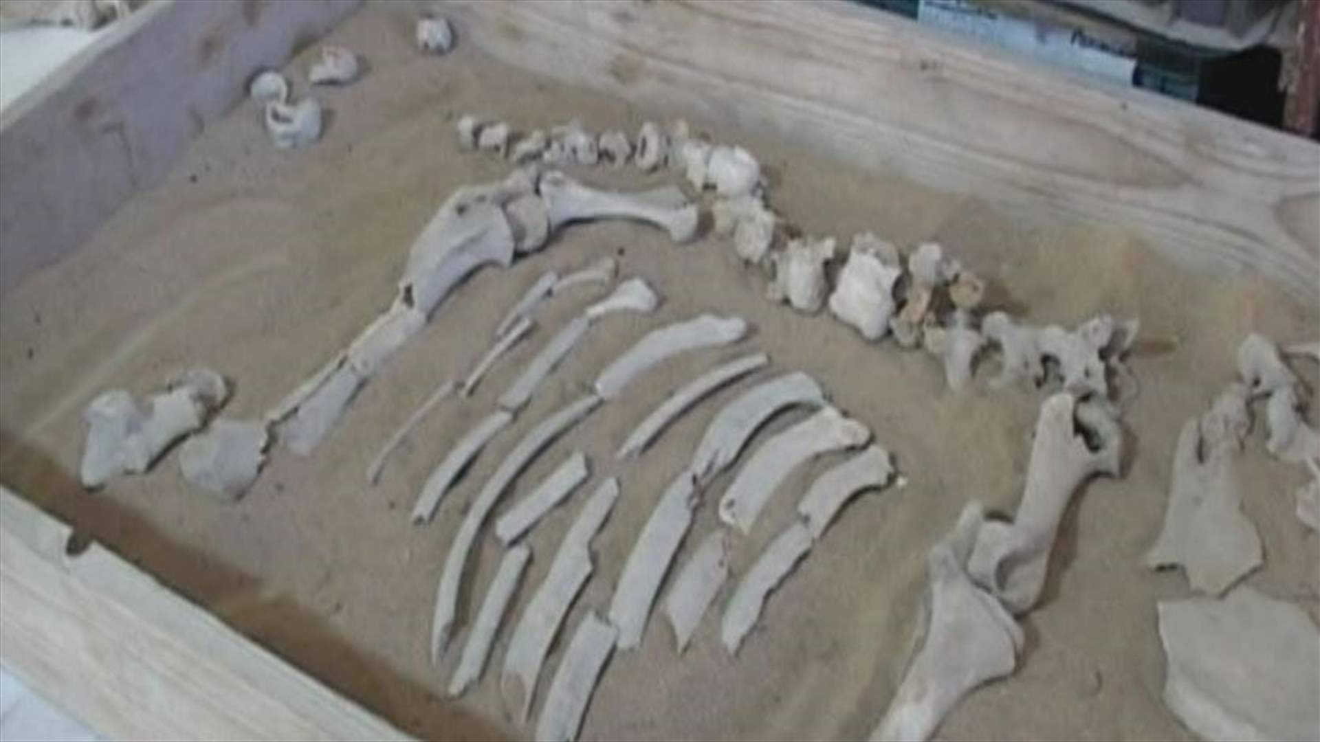 آثار من القرون الوسطى وُجِدَت في صيدا 