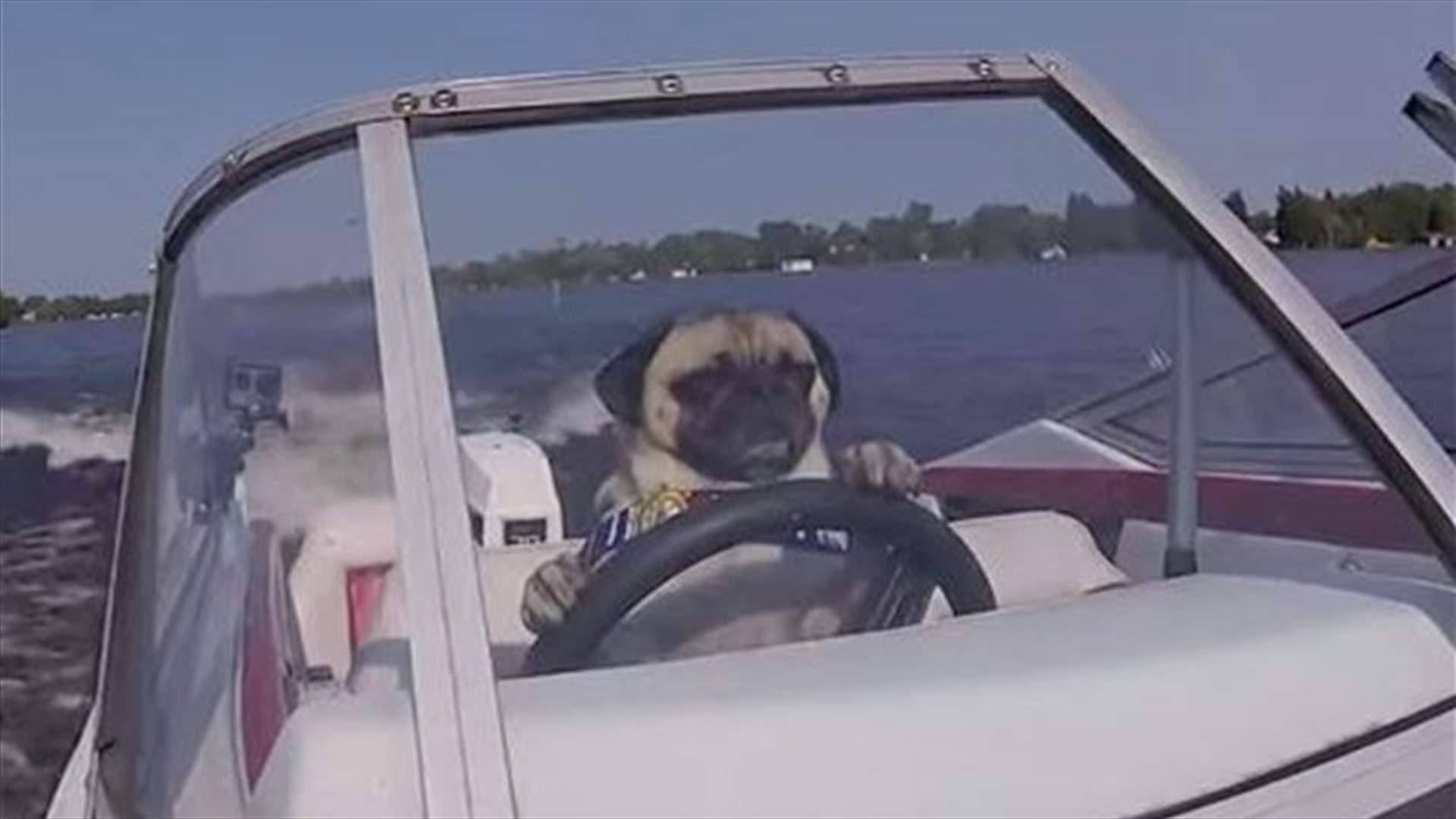بالفيديو... كلب Pug يقود قارباً سريعاً 