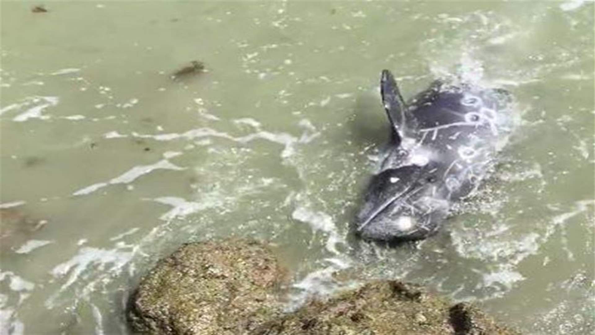 [VIDEO] Horrified Dolphin Throws Himself At Man's Feet To Escape His Hunters