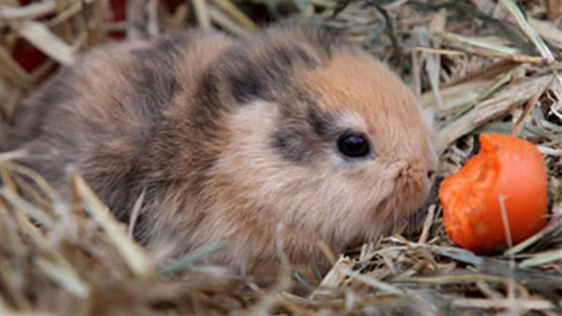 Forget Paul the octopus, Germany's latest celebrity animal meets crushing death