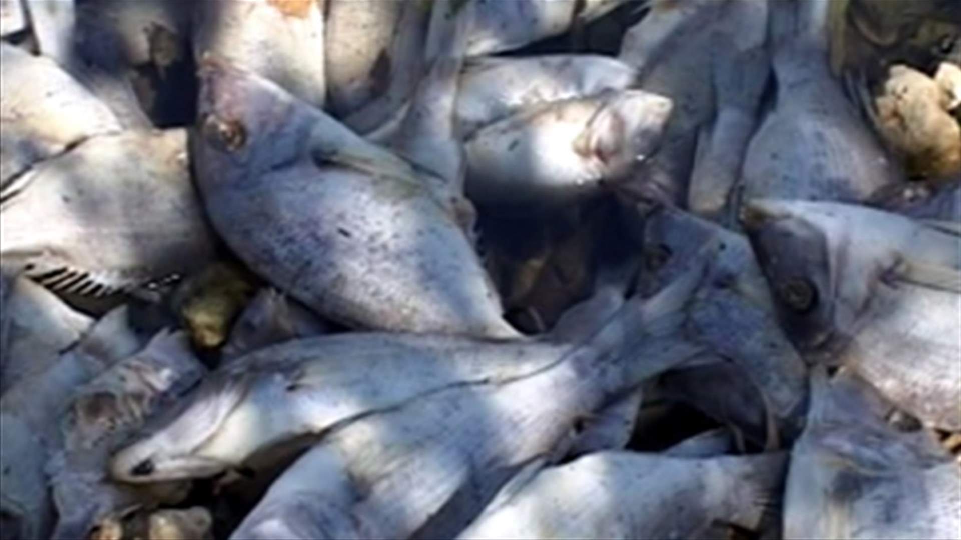 Fish dumped in Marjeyoun, 2 warehouses raided in Tarik el Jdideh
