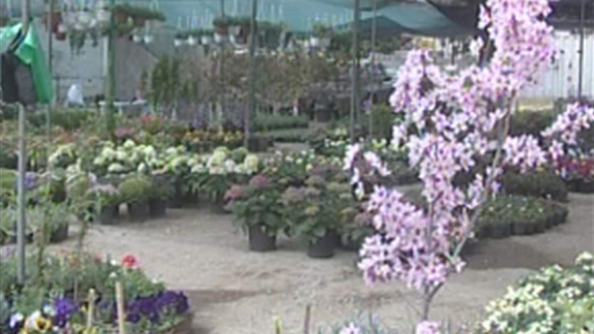 مساحات صغيرة من الازهار تلون وتعطر مساحات الاسمنت بالكرنتينا