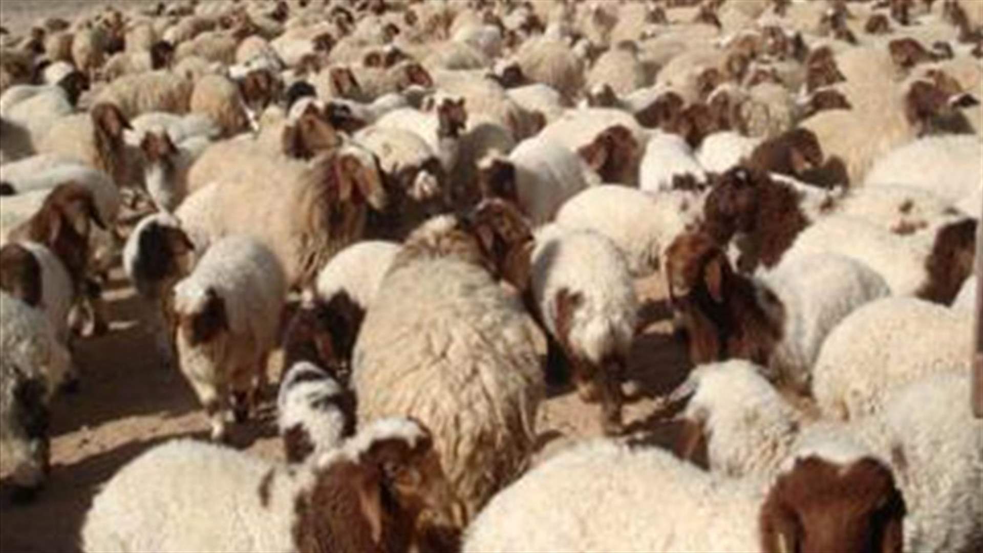 فلا نبقى غنما