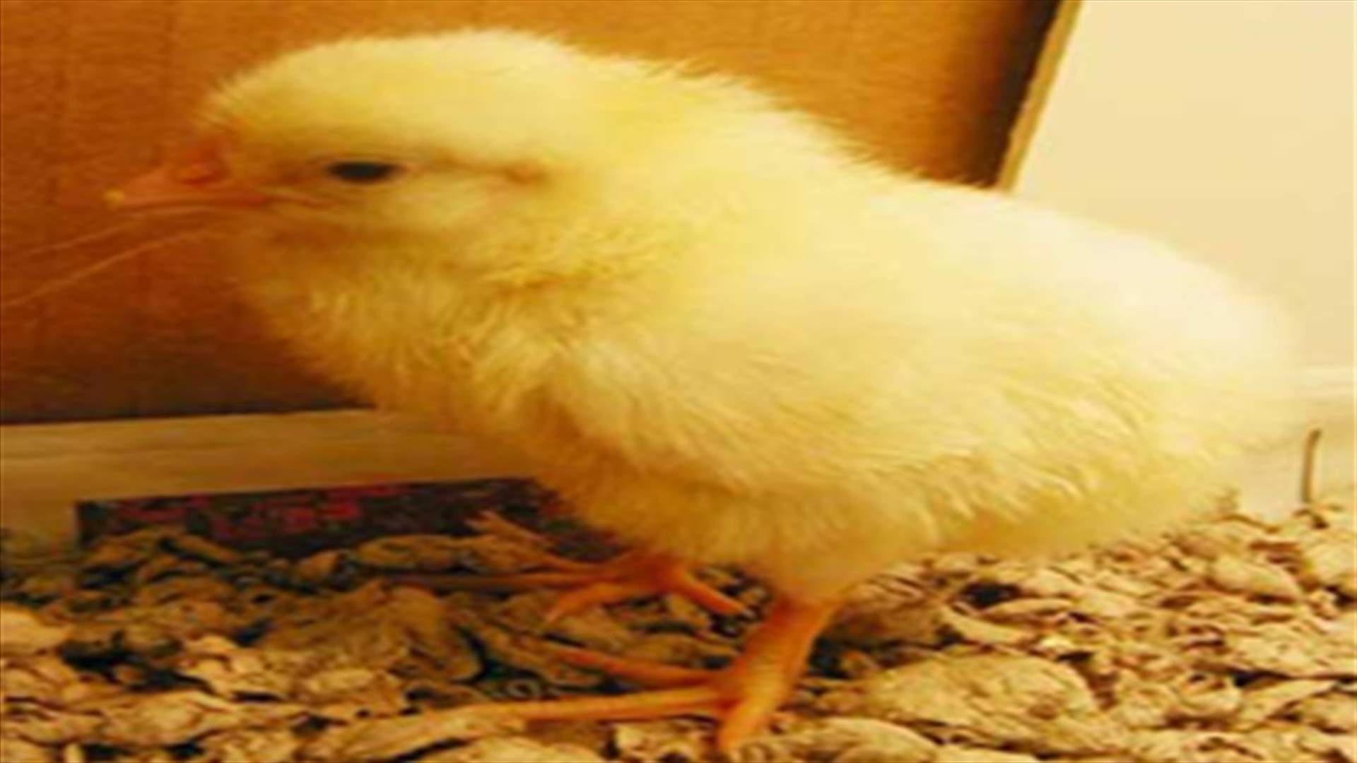 Hen lays eggless chick in Sri Lanka