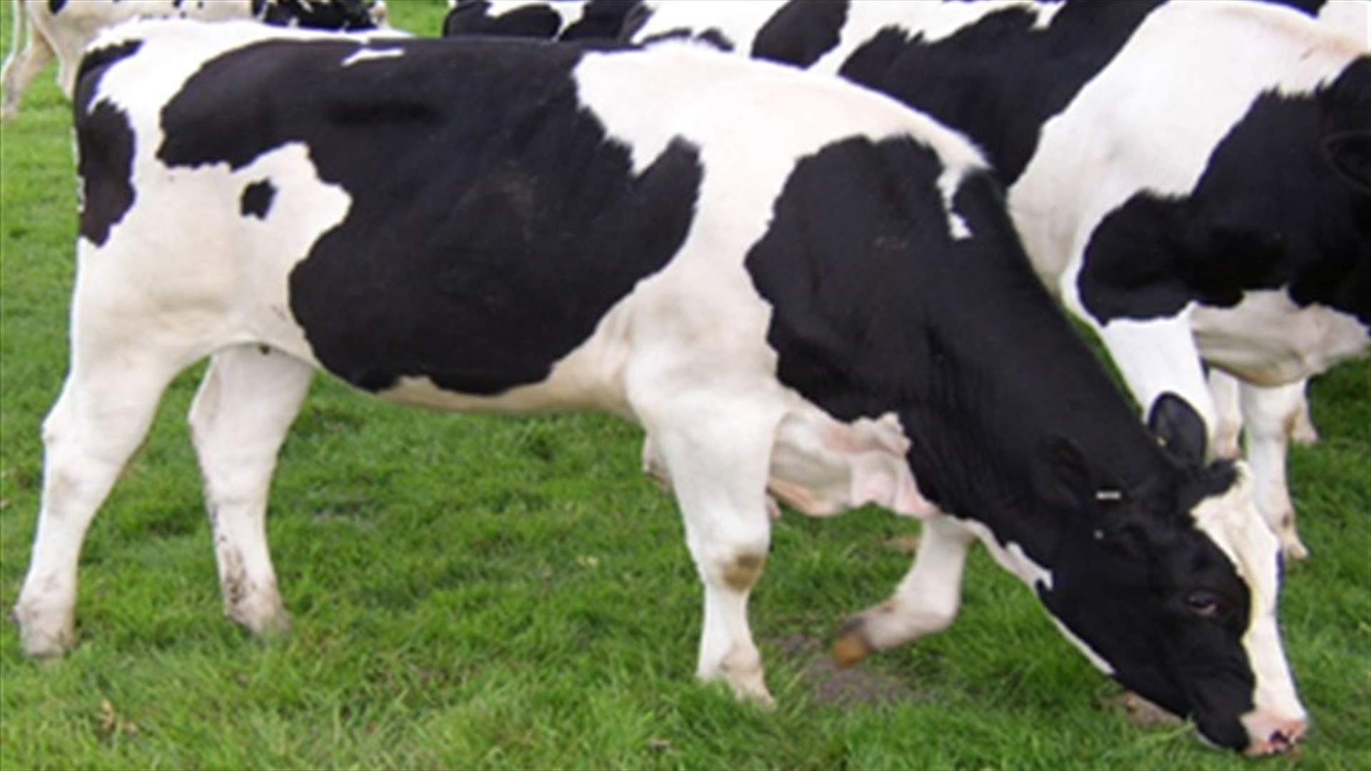 New case of mad cow disease in California           