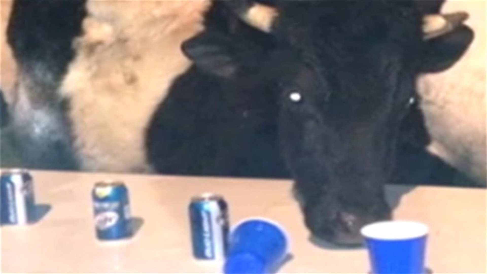 A group of cows crash a party and drink all the beer