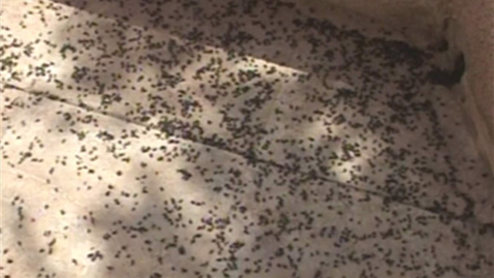 Waves of flies invade Bekaa 