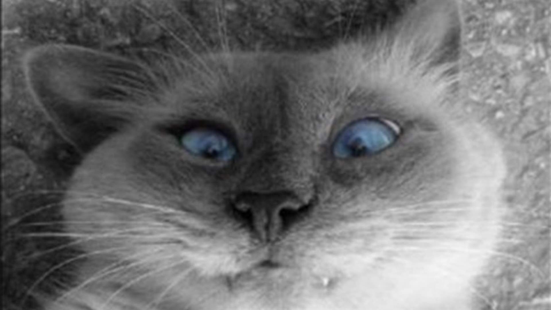Dutch artist turns dead pet cat into radio-controlled helicopter