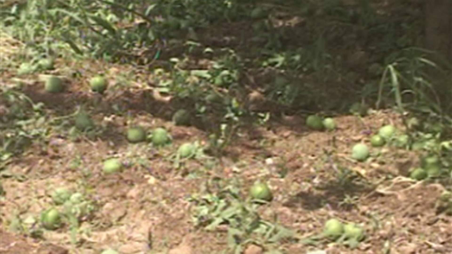 Anjar’s fruits fall off trees due to high temperature 