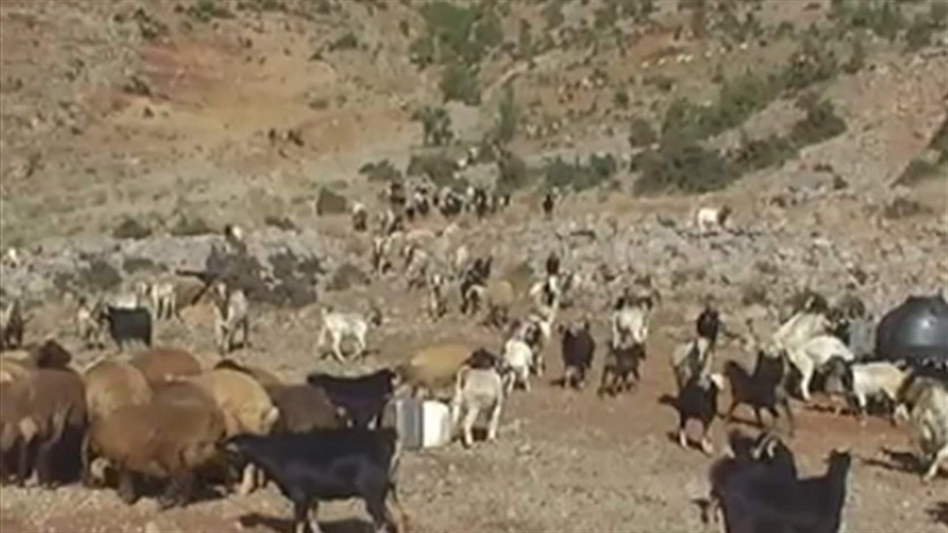 Lebanese shepherd returns from Israel    