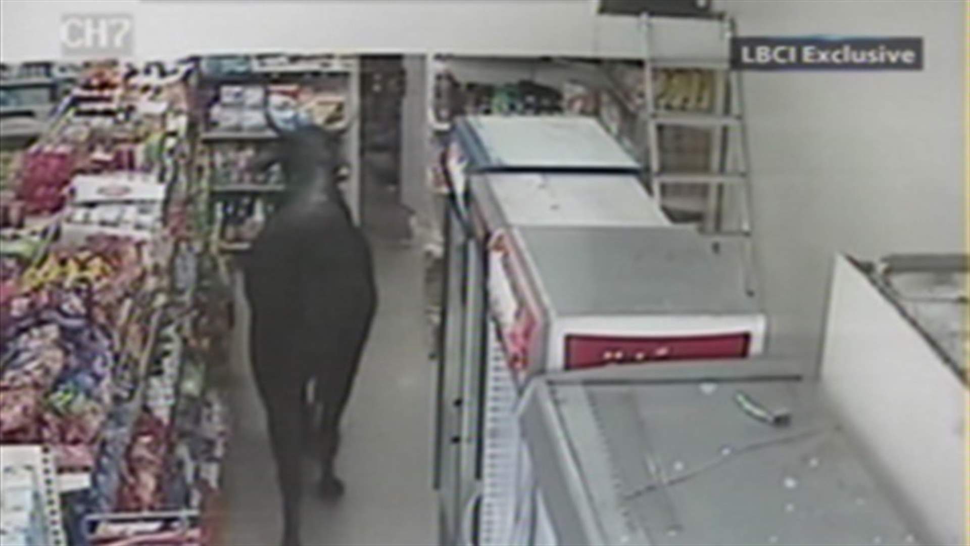 A bull decides to go shopping at Dora supermarket