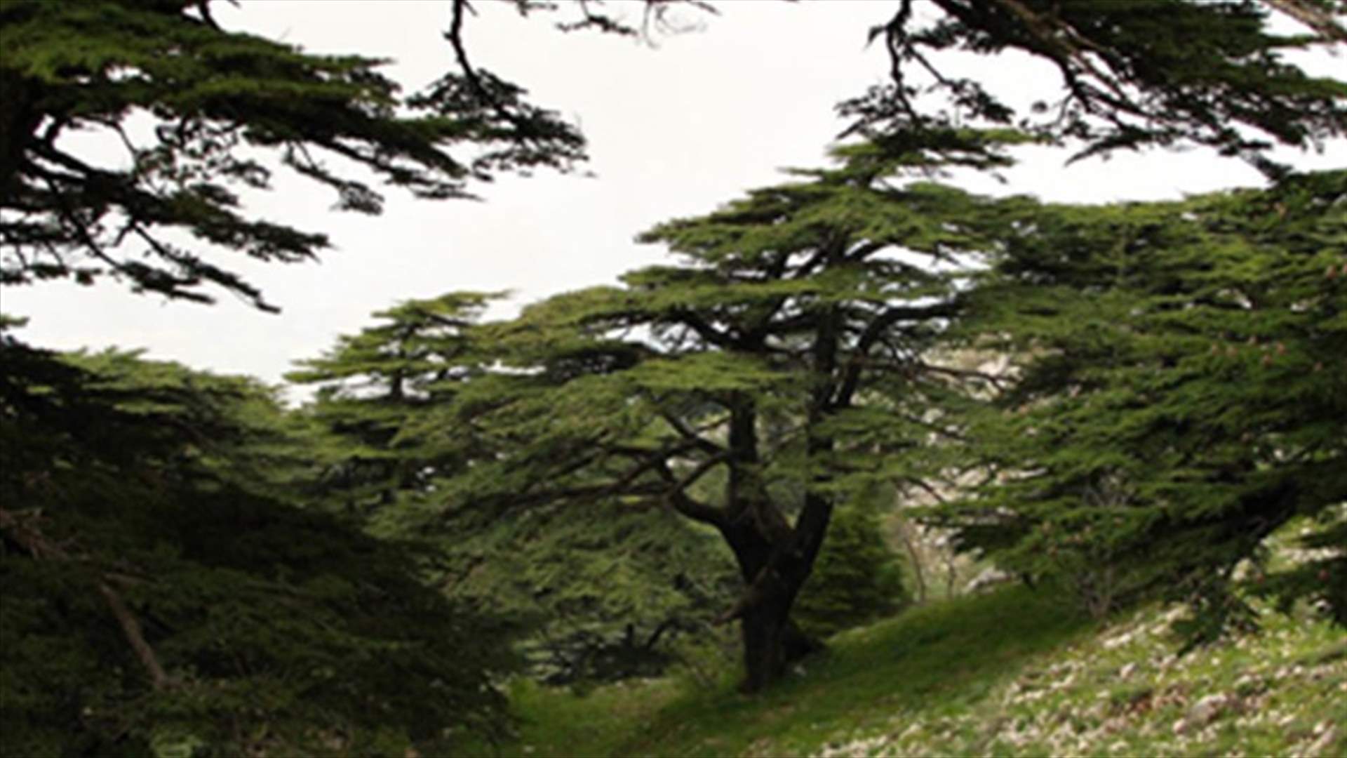 إلى وطن مقدّس