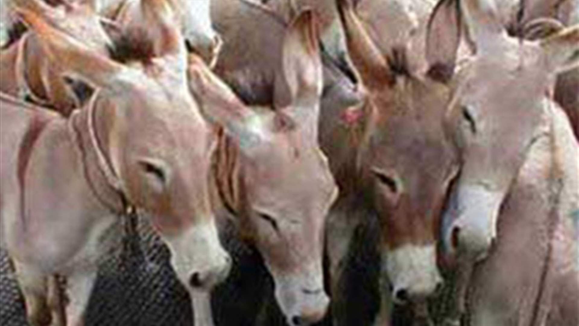 مالكو الحمير في تكساس يهجرونها 