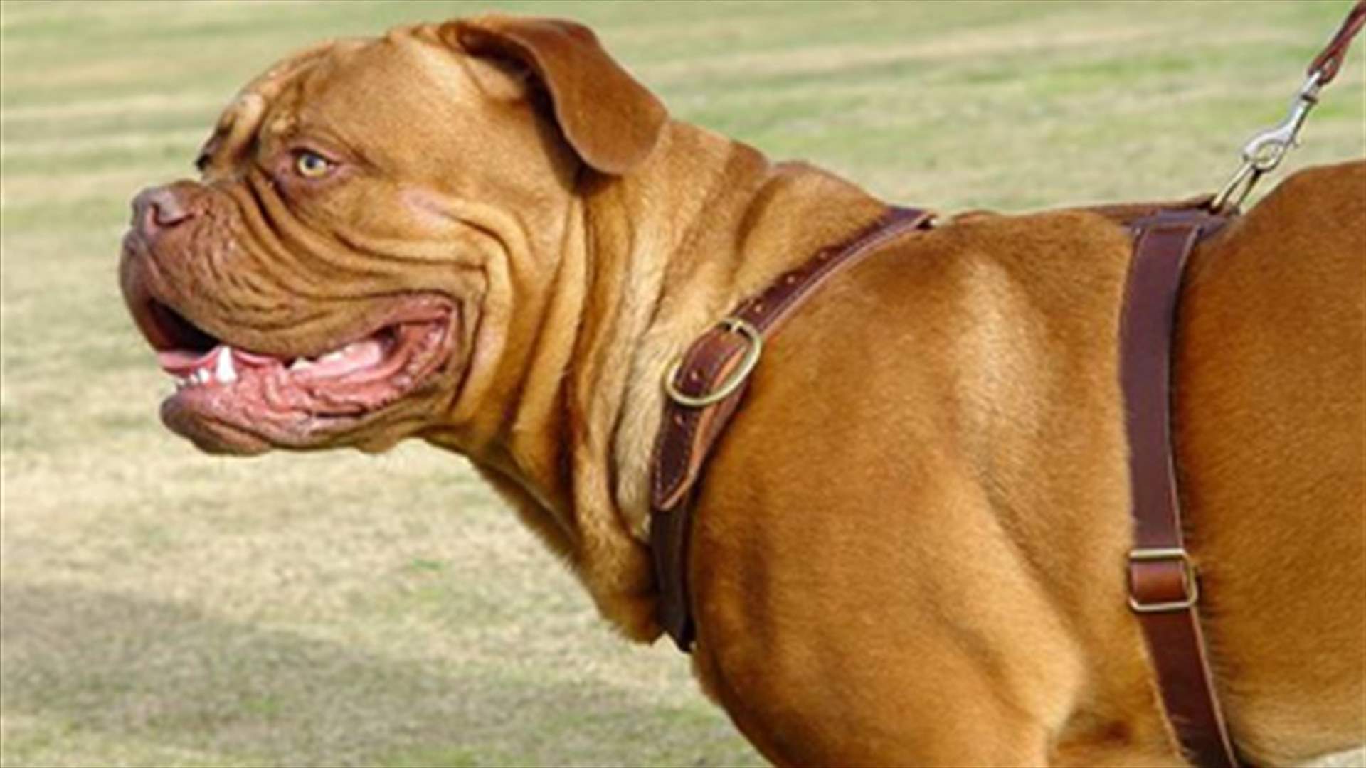 مجهولون يسرقون كلب حراسة منزل ميختاريان