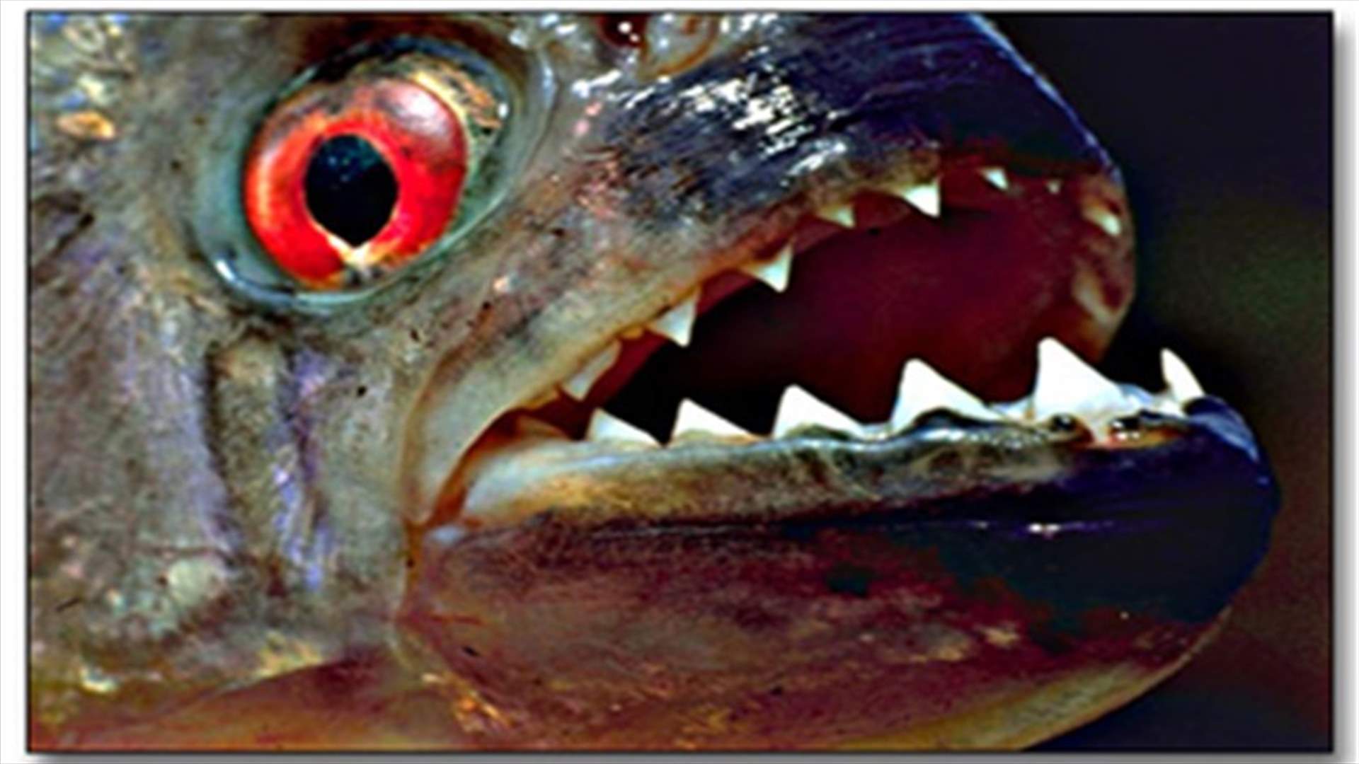 Man-Eating fish plague China 