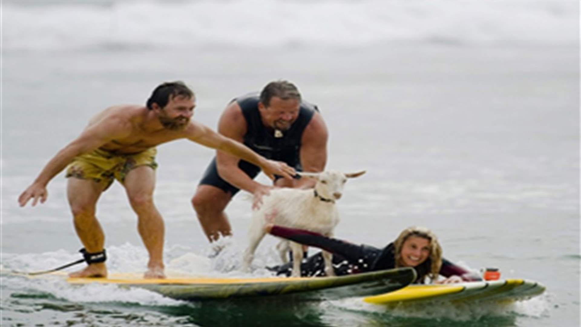 Surfing goats ride waves in Southern California