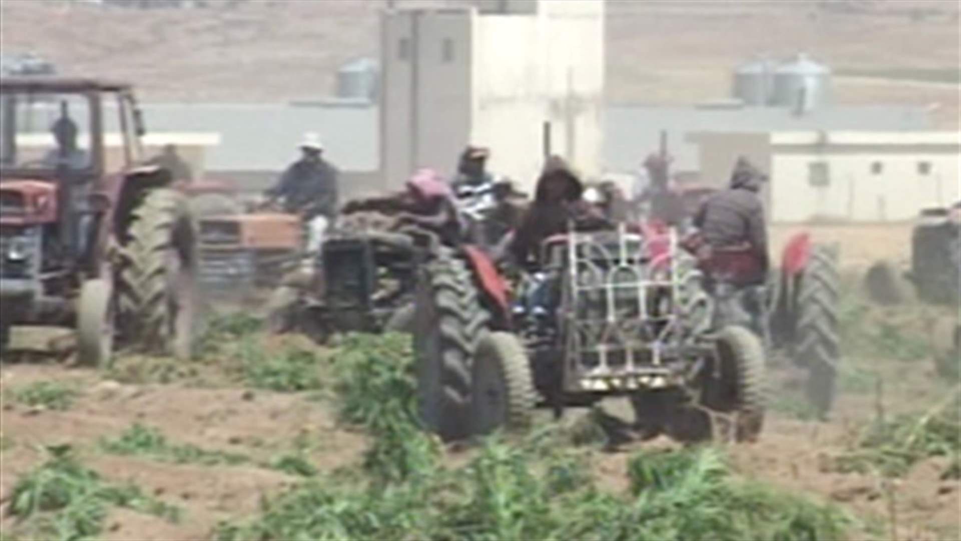 ISF to resume destruction of cannabis crops in the Bekaa 