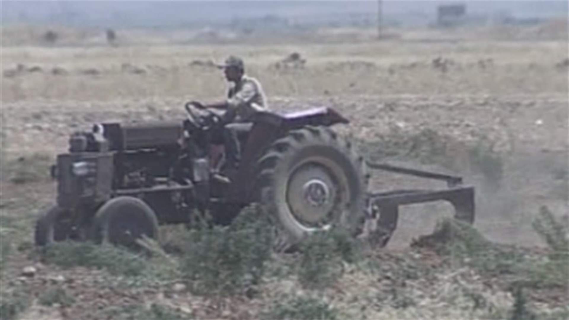 Second day of cannabis crops destruction resumed