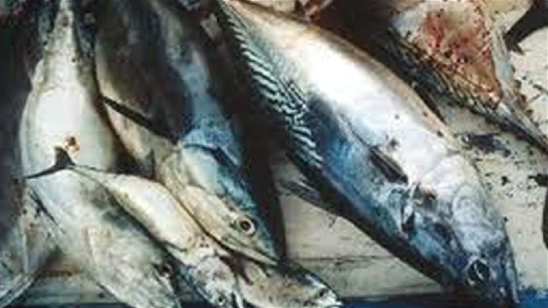 One ton of rotten fish found in Tyre
