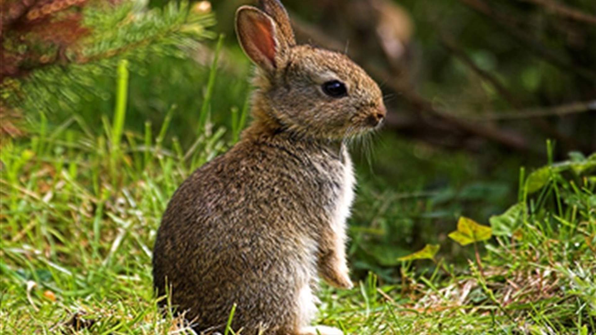 Pet rabbit hops to rescue, saves owners from fire