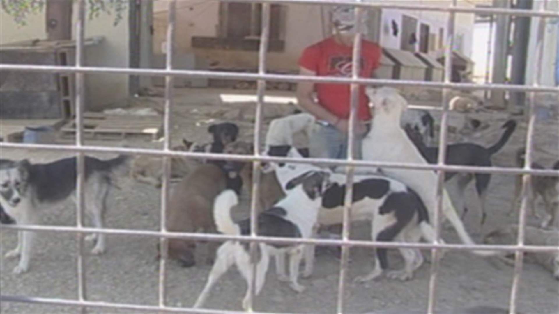 Massacre against Awkar’s dogs