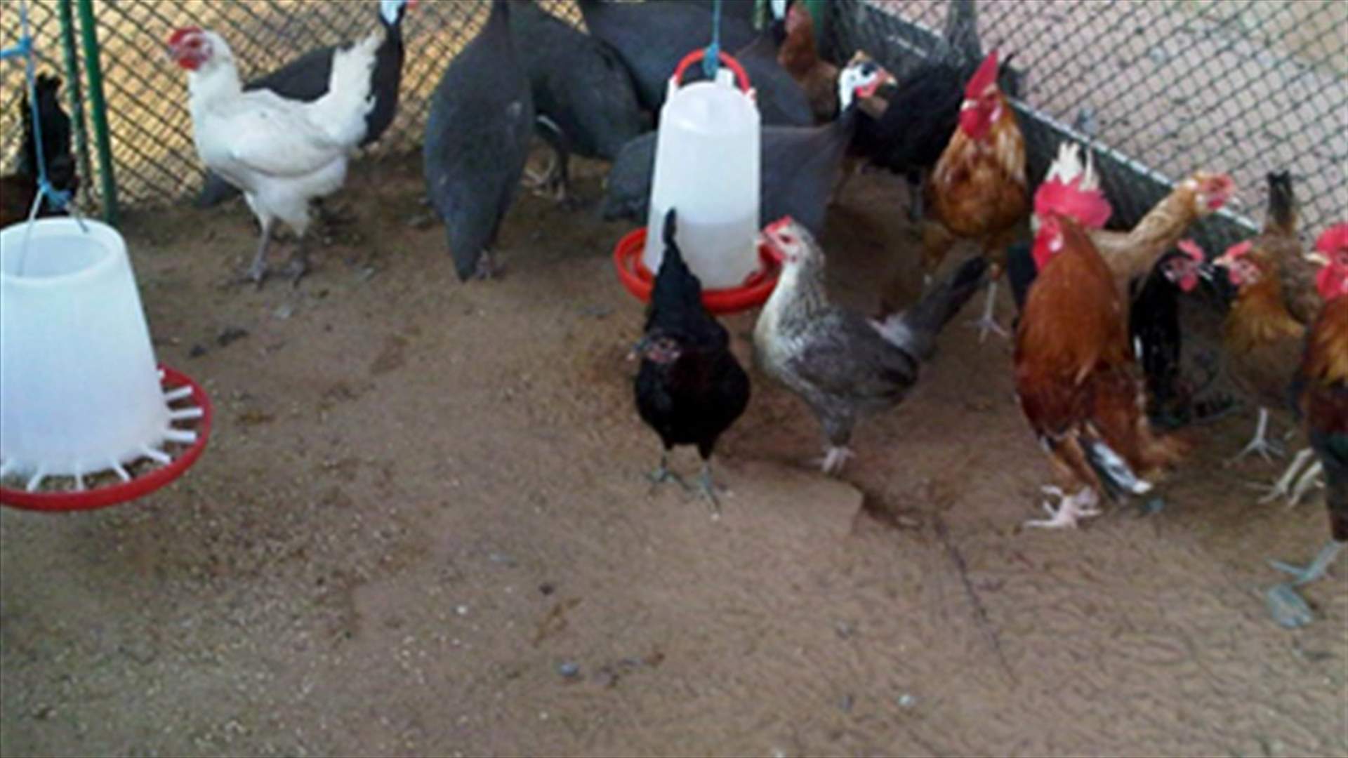 Woman suffers stroke after fighting with her chickens 