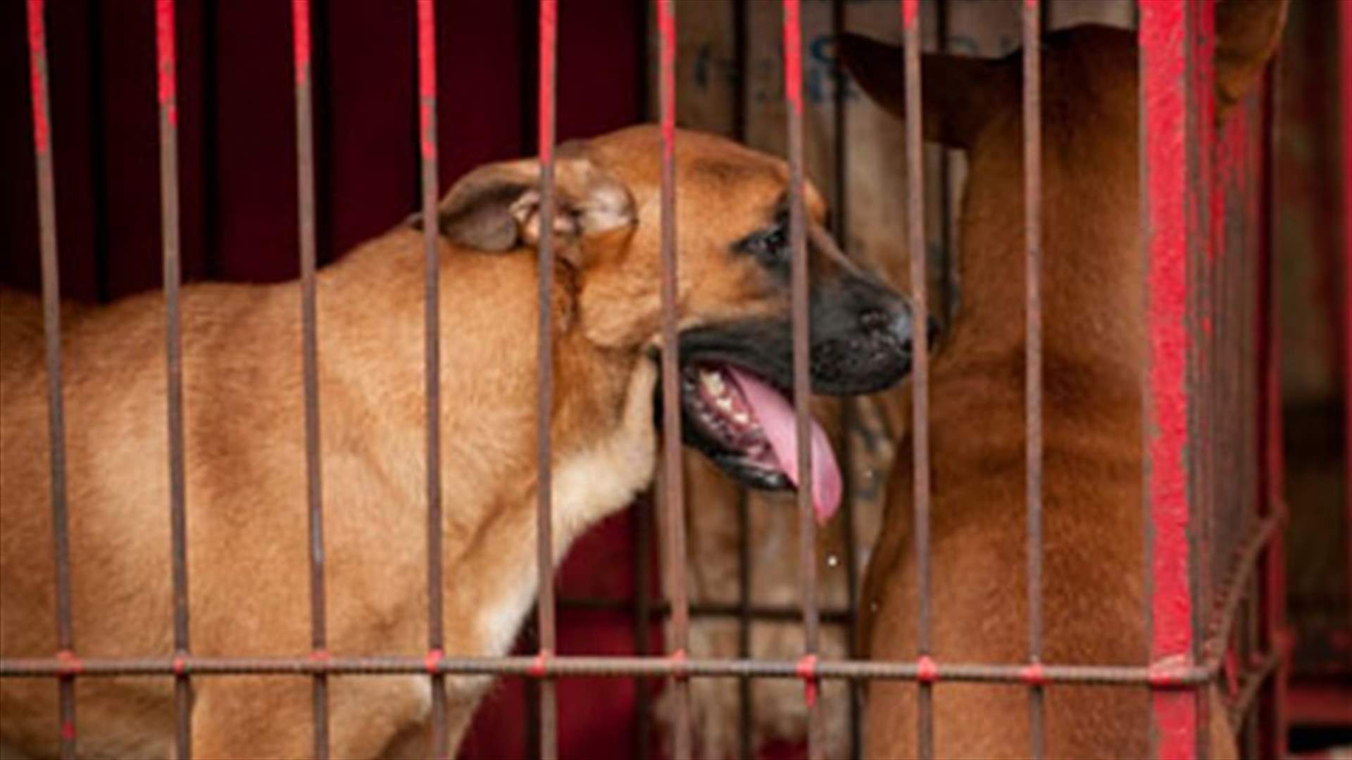 Butchers sell dog meat in Yemen