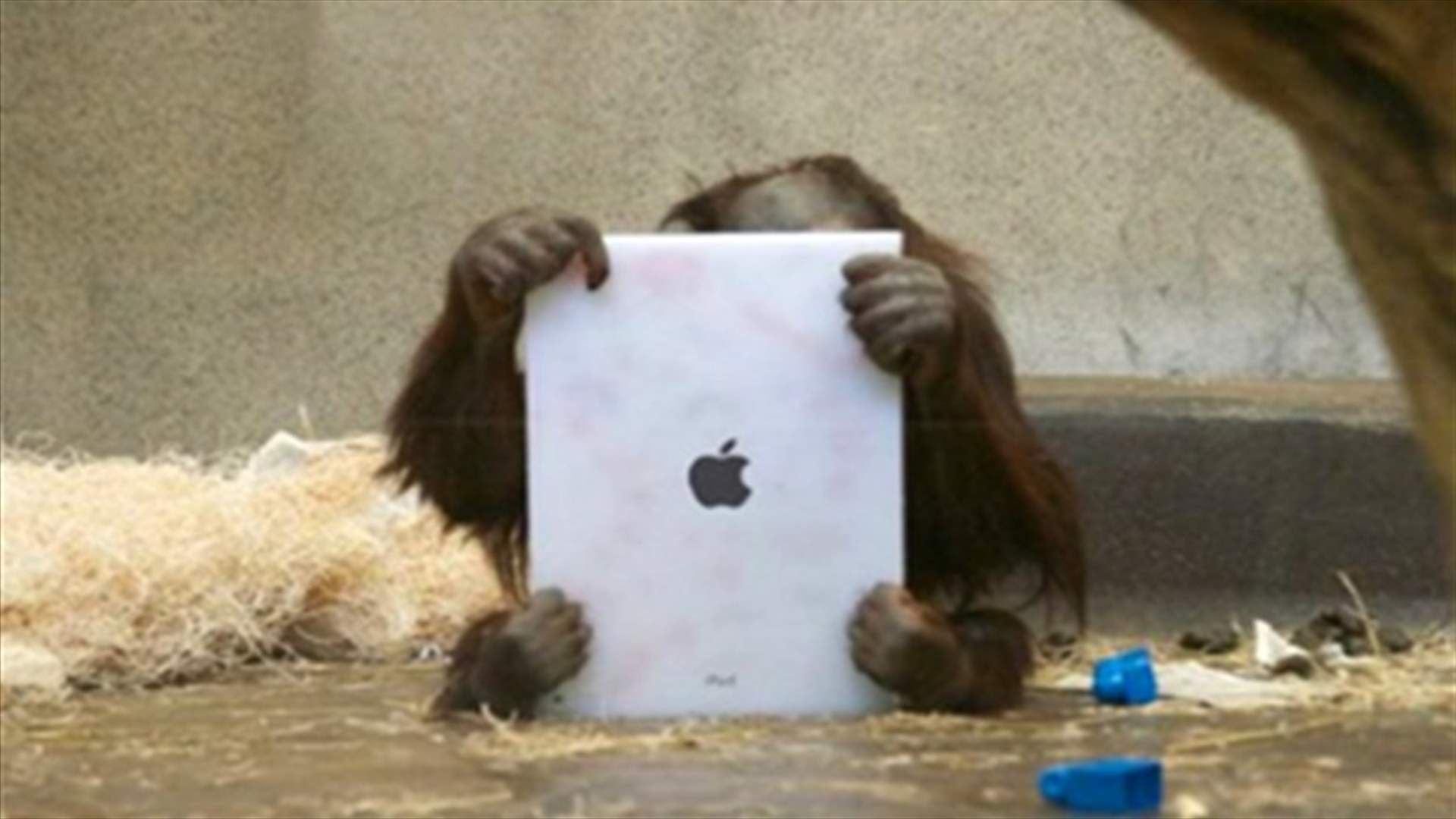 U.S., Canadian zoos use apps to teach apes