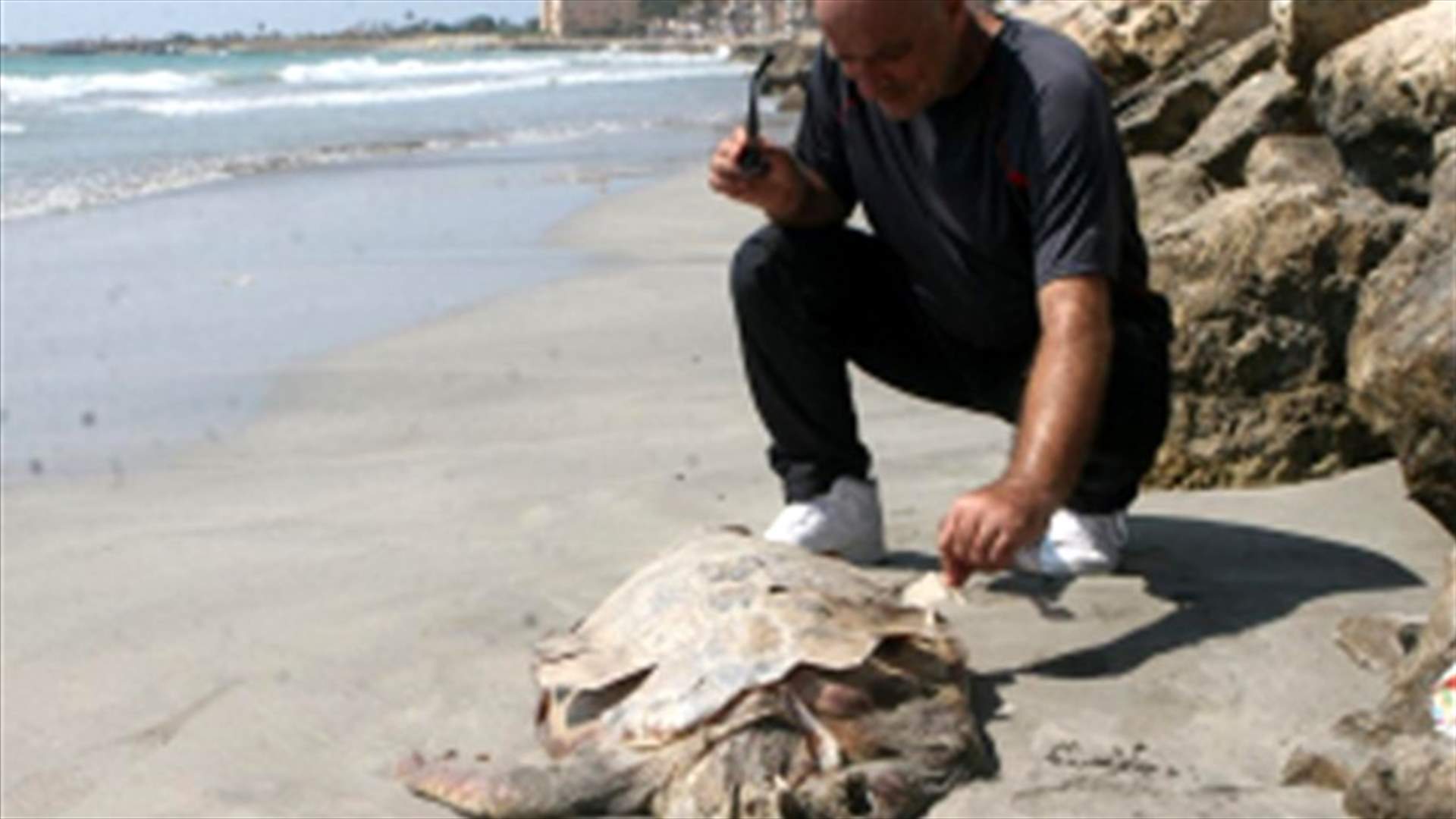 Sea turtle found dead in Tyre after swallowing plastic bags 
