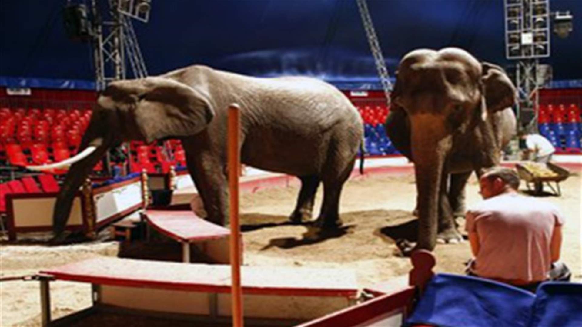 Elephants on the loose in Copenhagen traffic