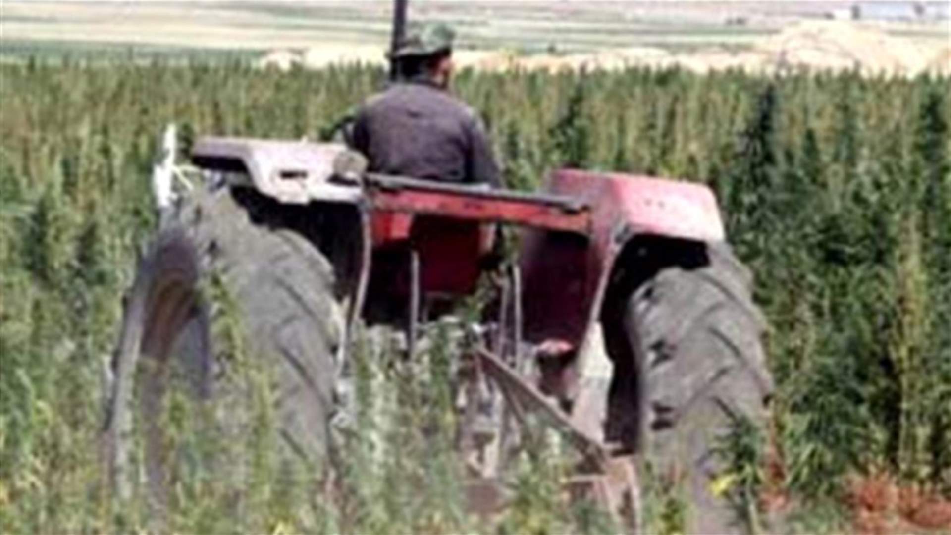 Damaging canbabis crops in Bekaa resumes 