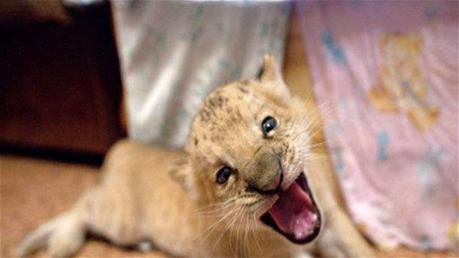 Zoo celebrates birth of hybrid "lion-tiger" 