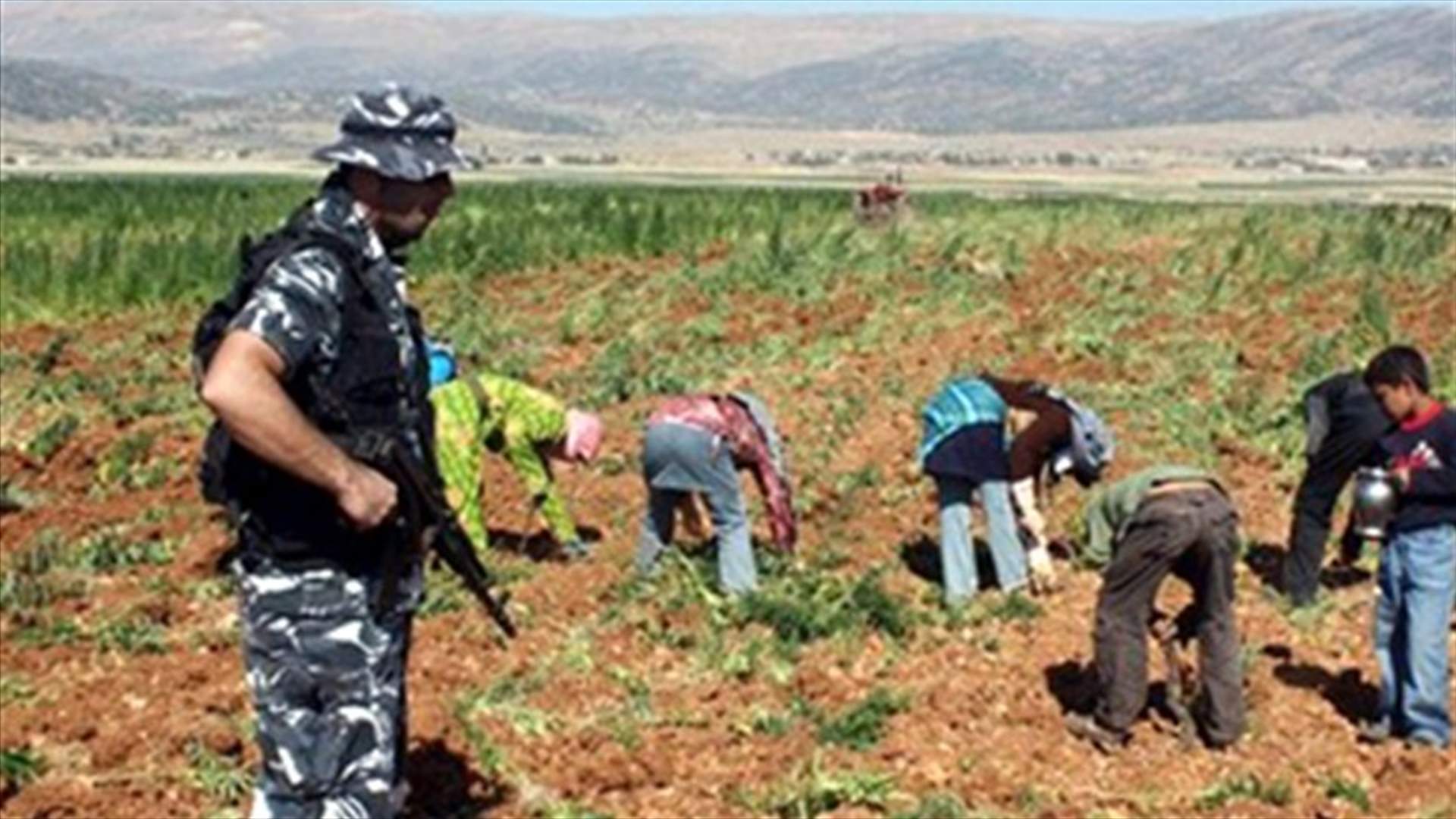 Destruction of cannabis continues in Deir al-Ahmar, residents protest