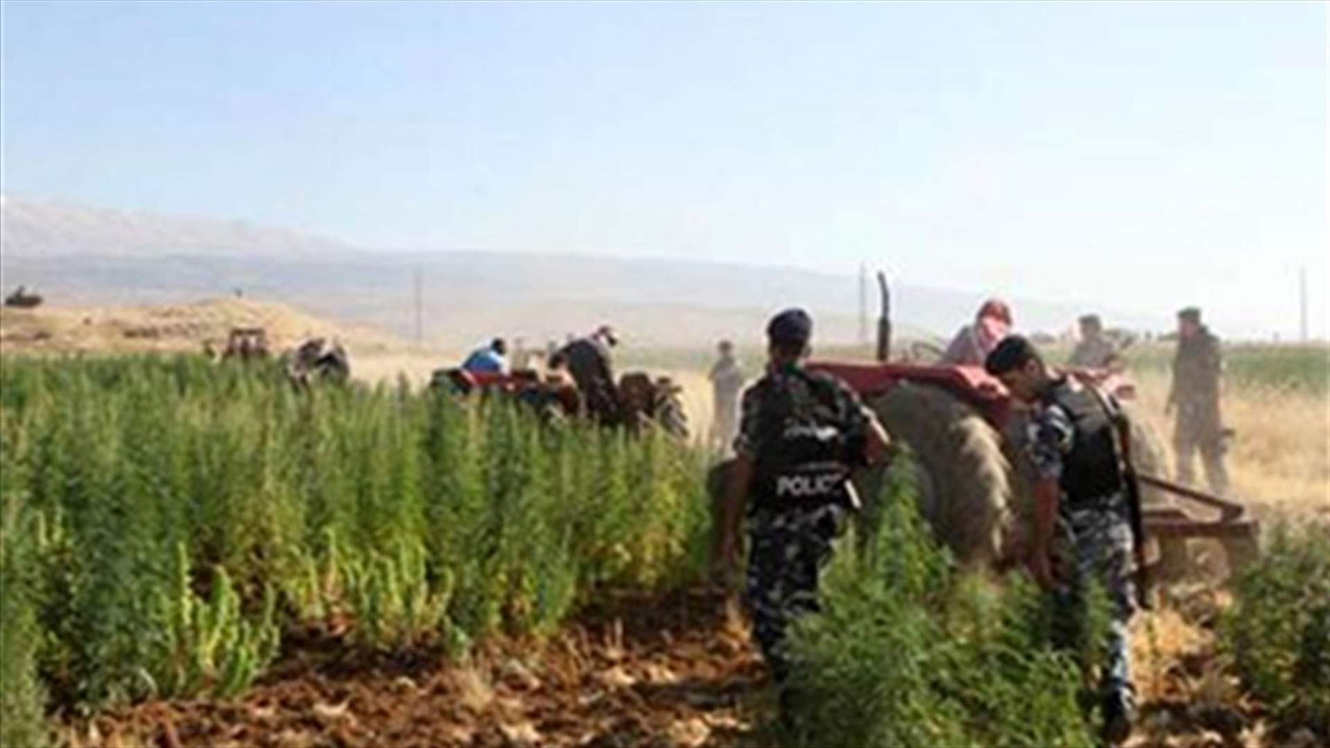 7465 dunams destroyed in government anti-cannabis campaign to date