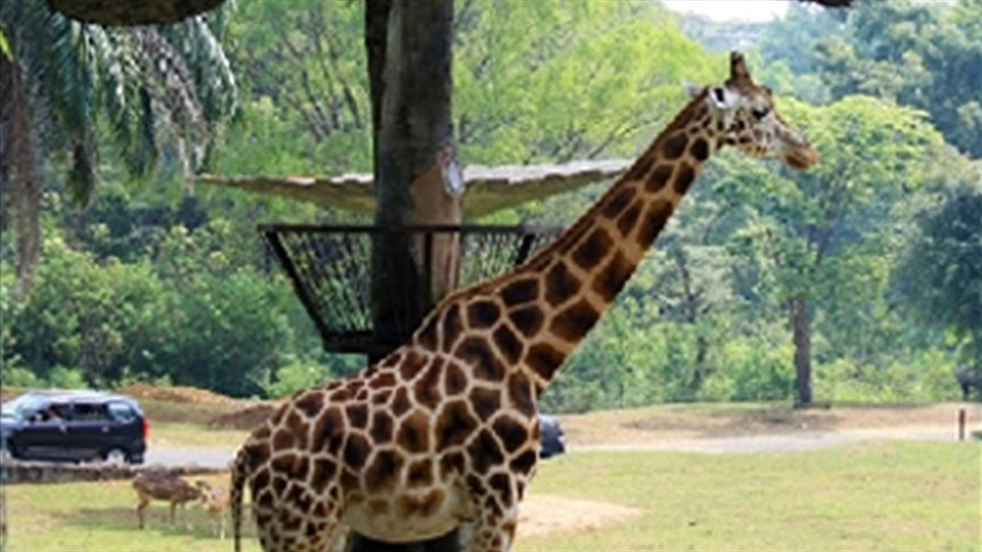 Giraffe escapes from Italian circus, wanders town’s main street   