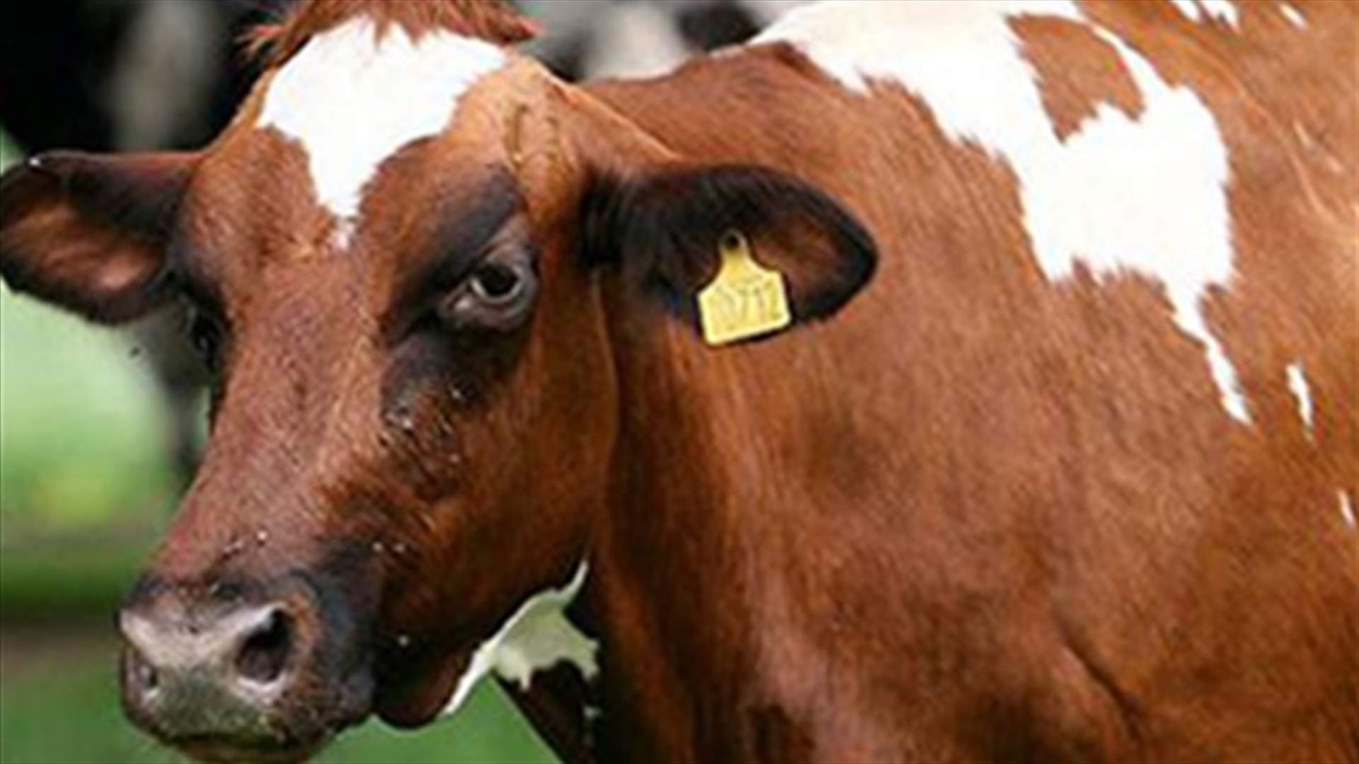 80-year-old man rapes his neighbor’s cow