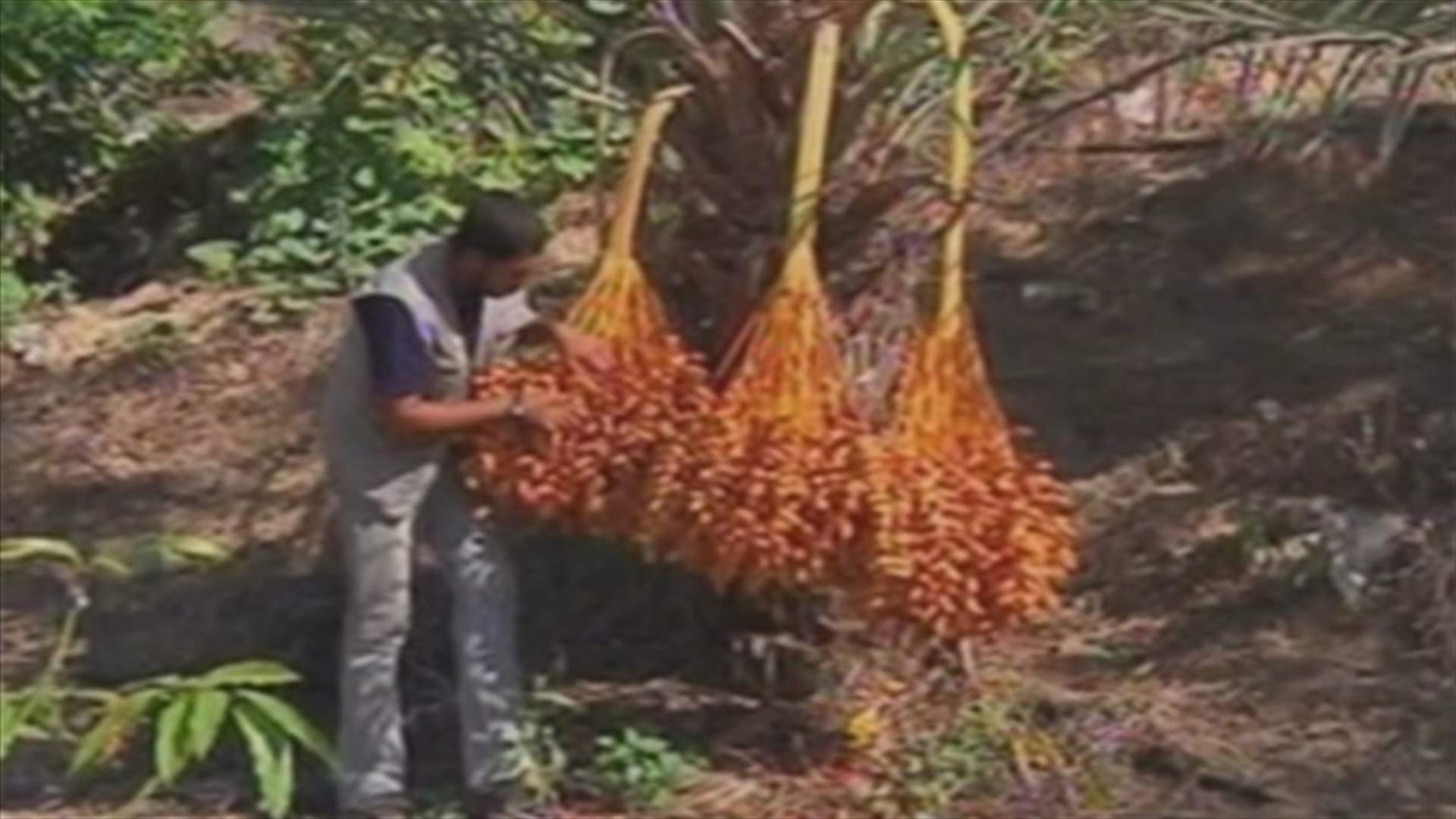 Gaza fruits under Israeli blockade 