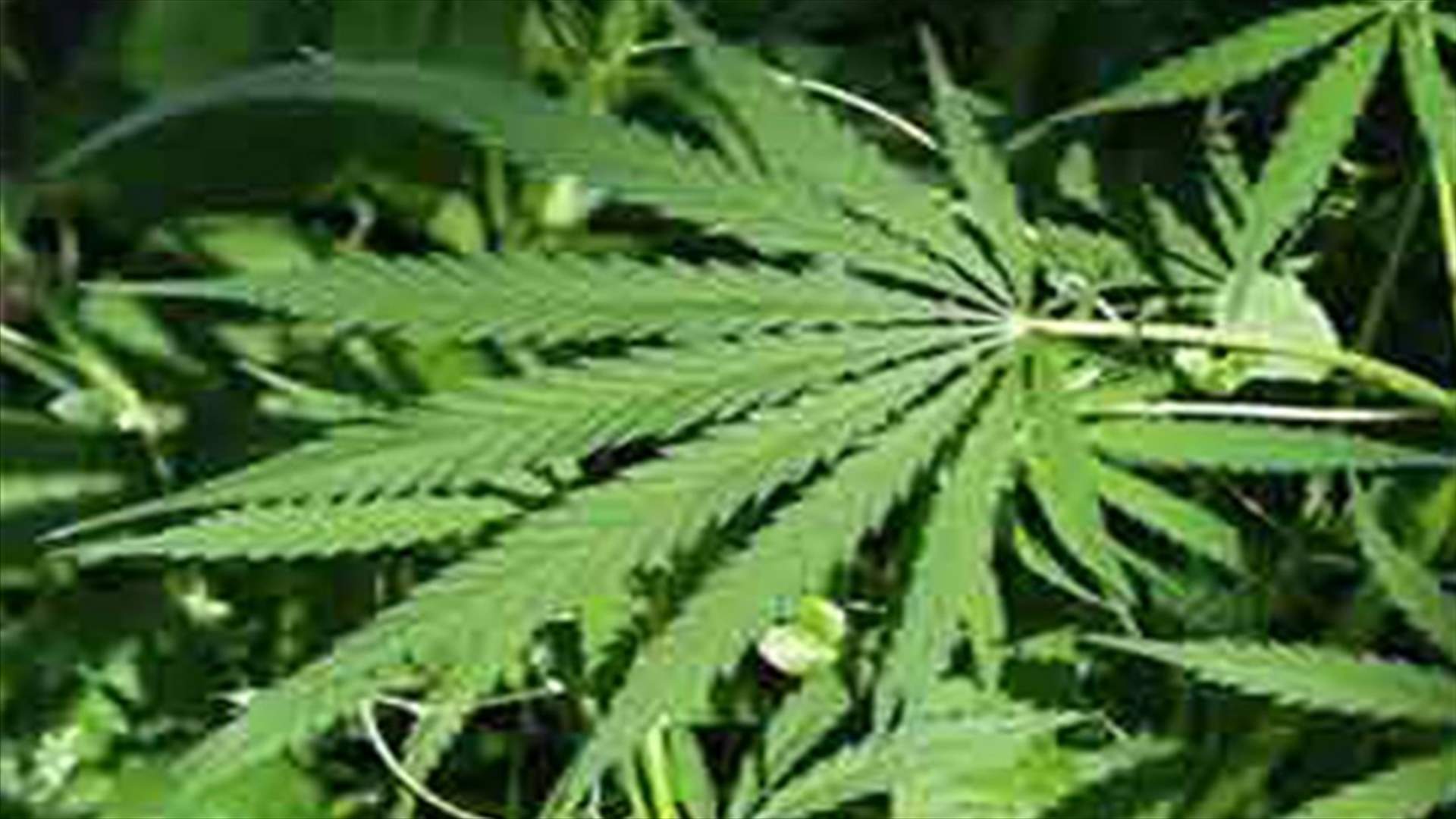 Egypt seizes marijuana in Sinai in its biggest ever drug haul