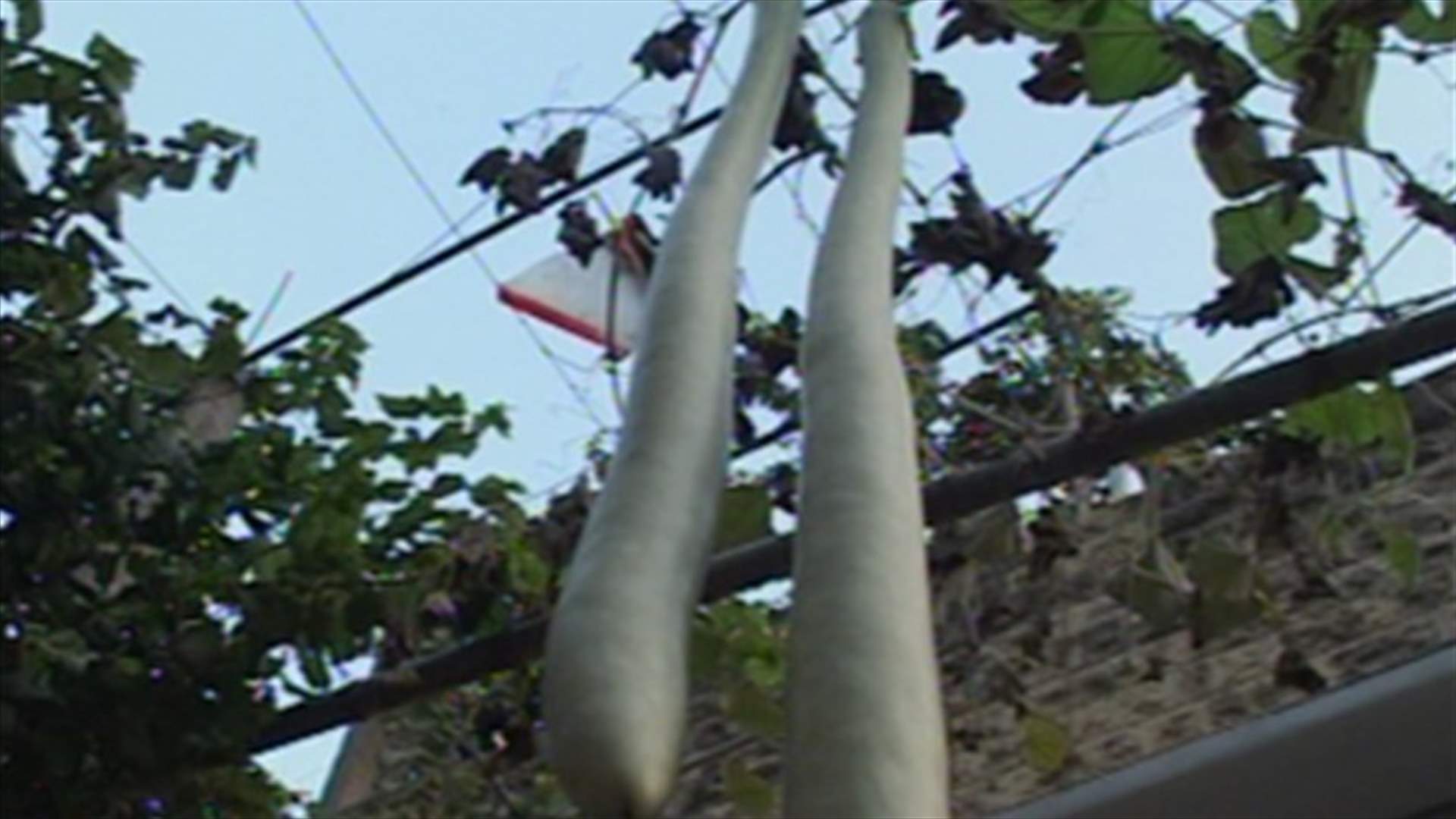 Gigantic marrow takes news spotlight