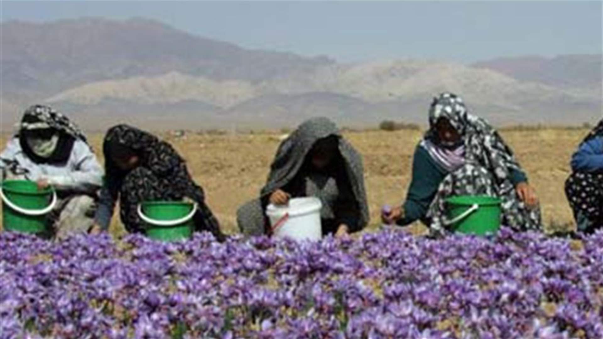 REPORT: Iran’s saffron survives international sanctions