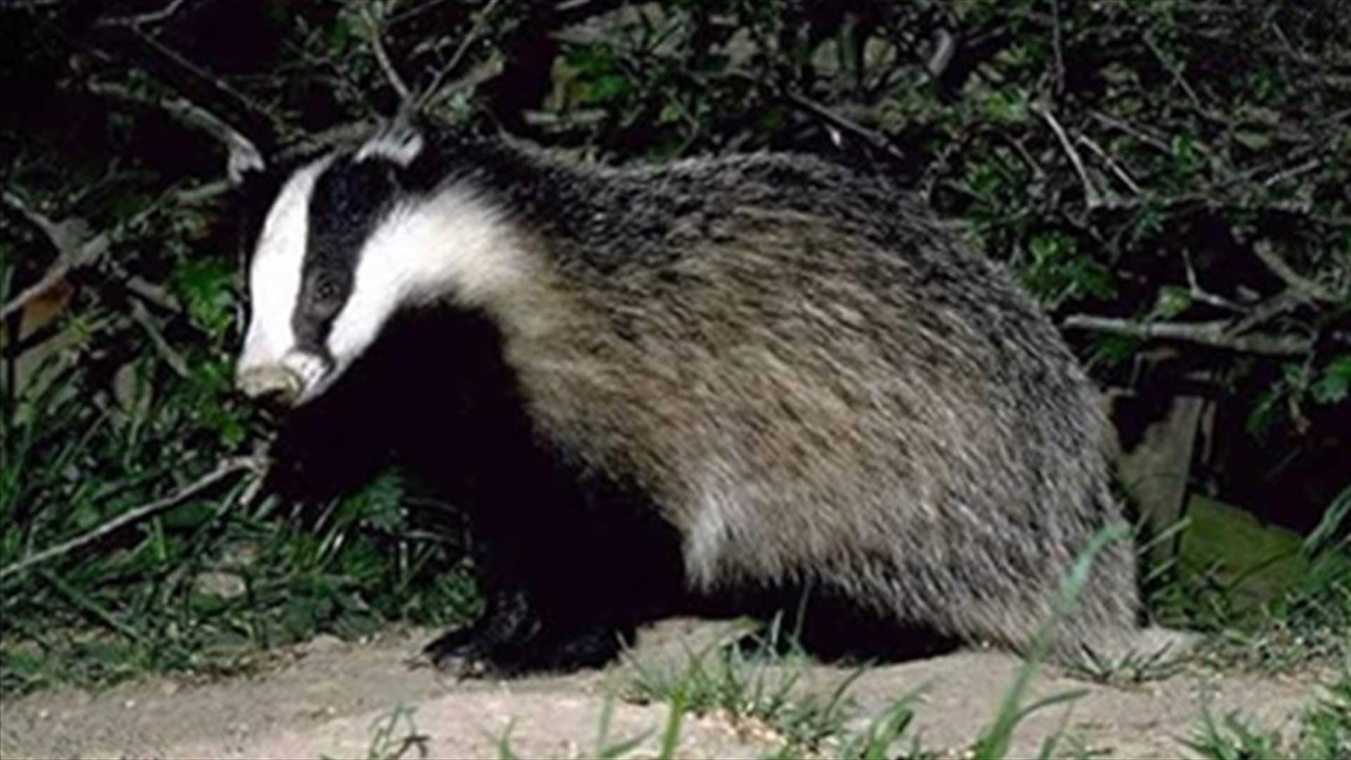 Scientists attack planned British badger cull