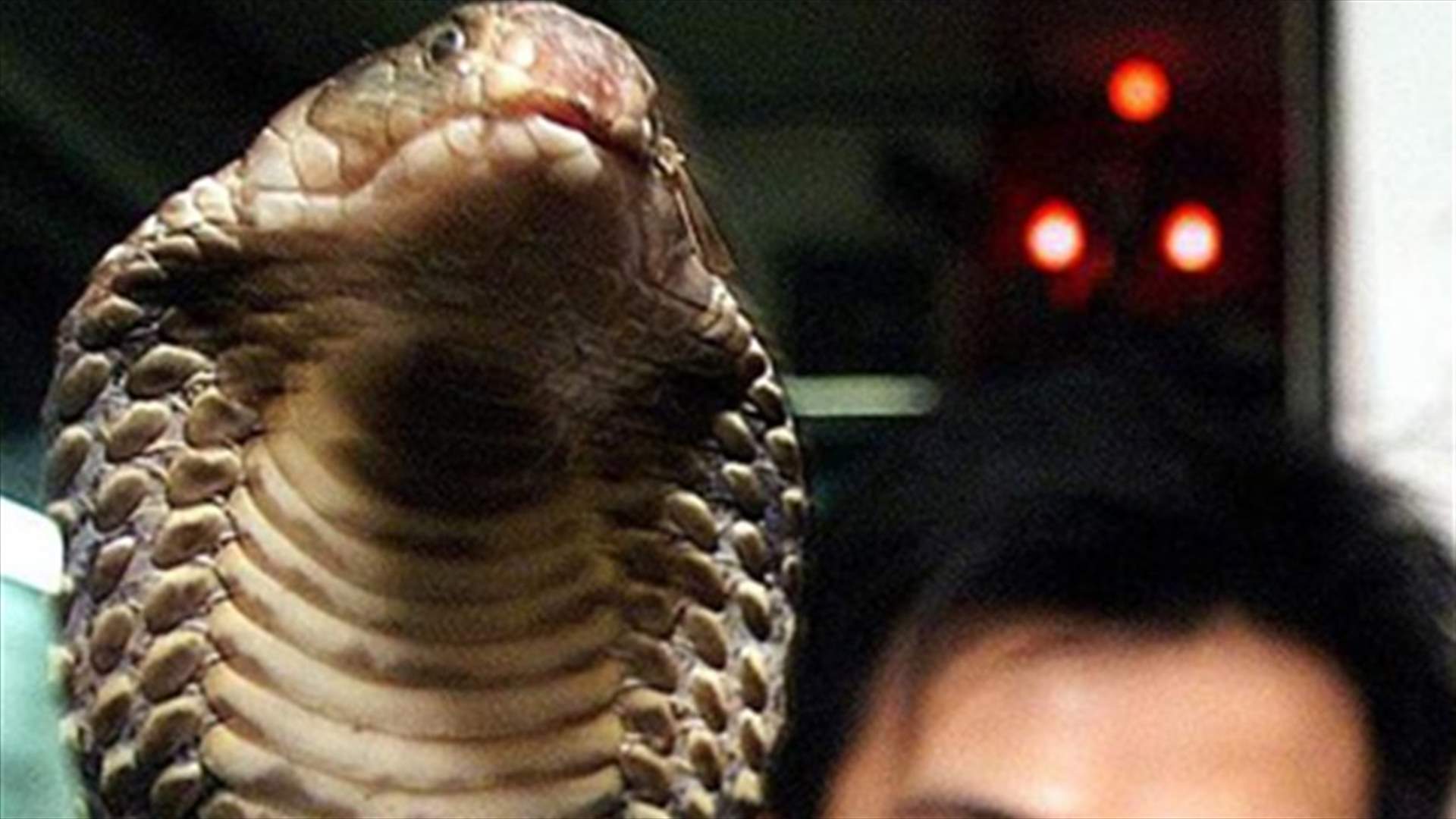 Snake on a plane! Glasgow airport gets a surprise
