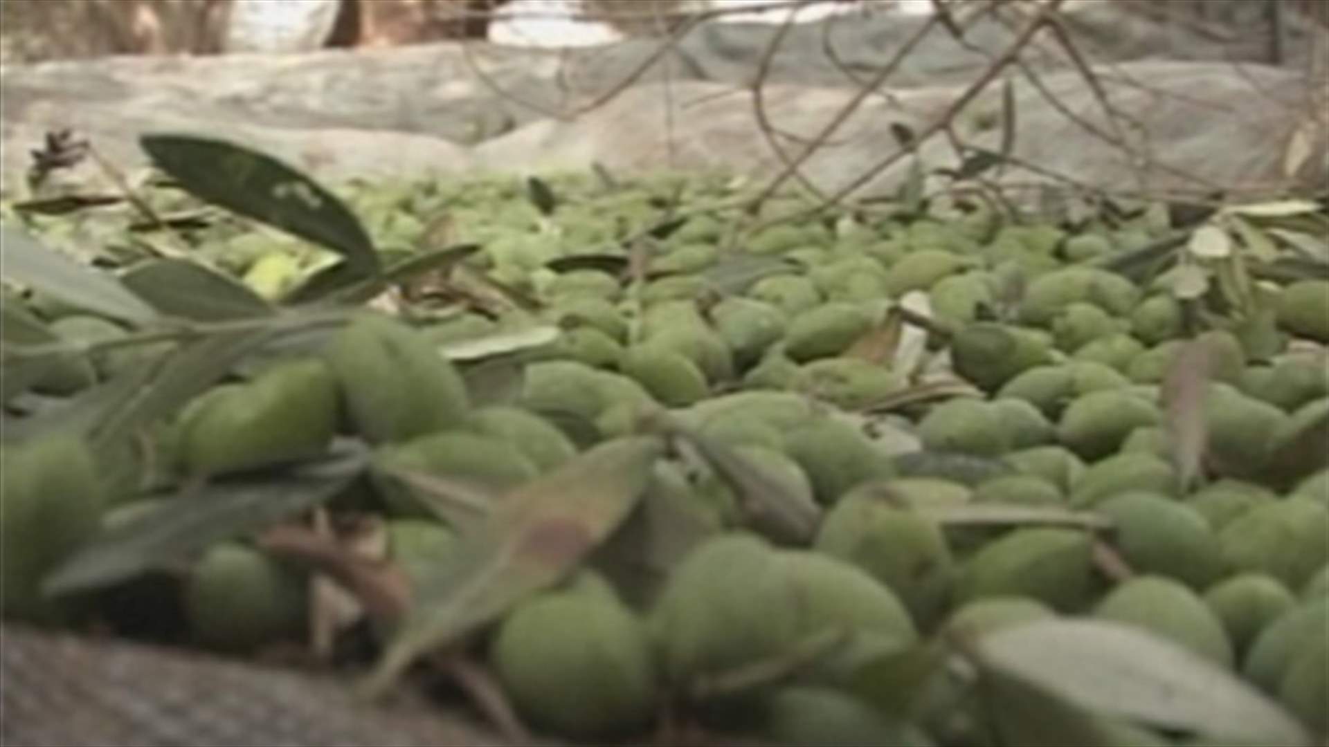 موسم الزيتون في غزة الأفضل منذ أعوام