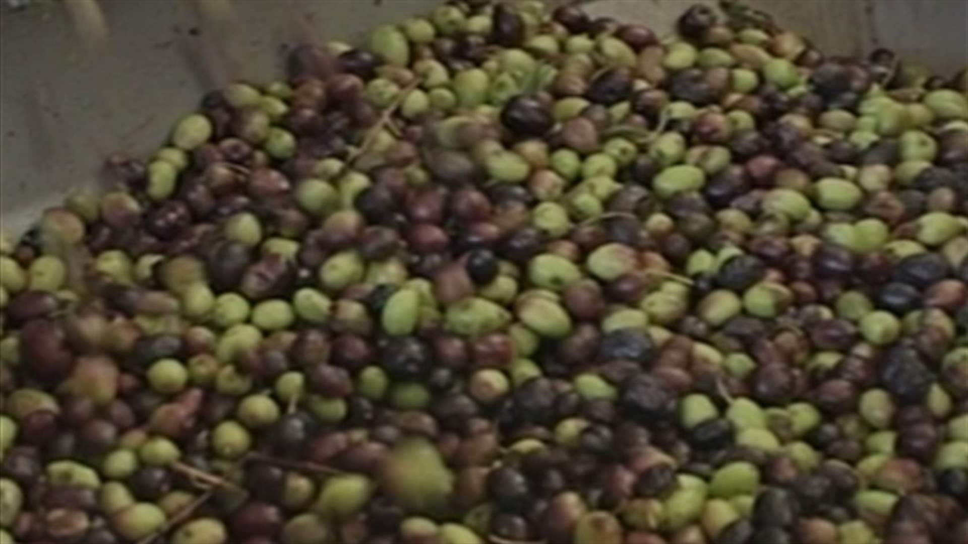 كما في كل عام...موسم الزيتون يكدّس والدولة غائبة